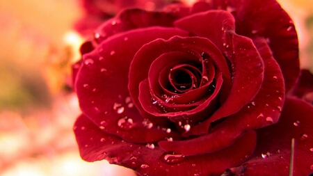 LinFlowers