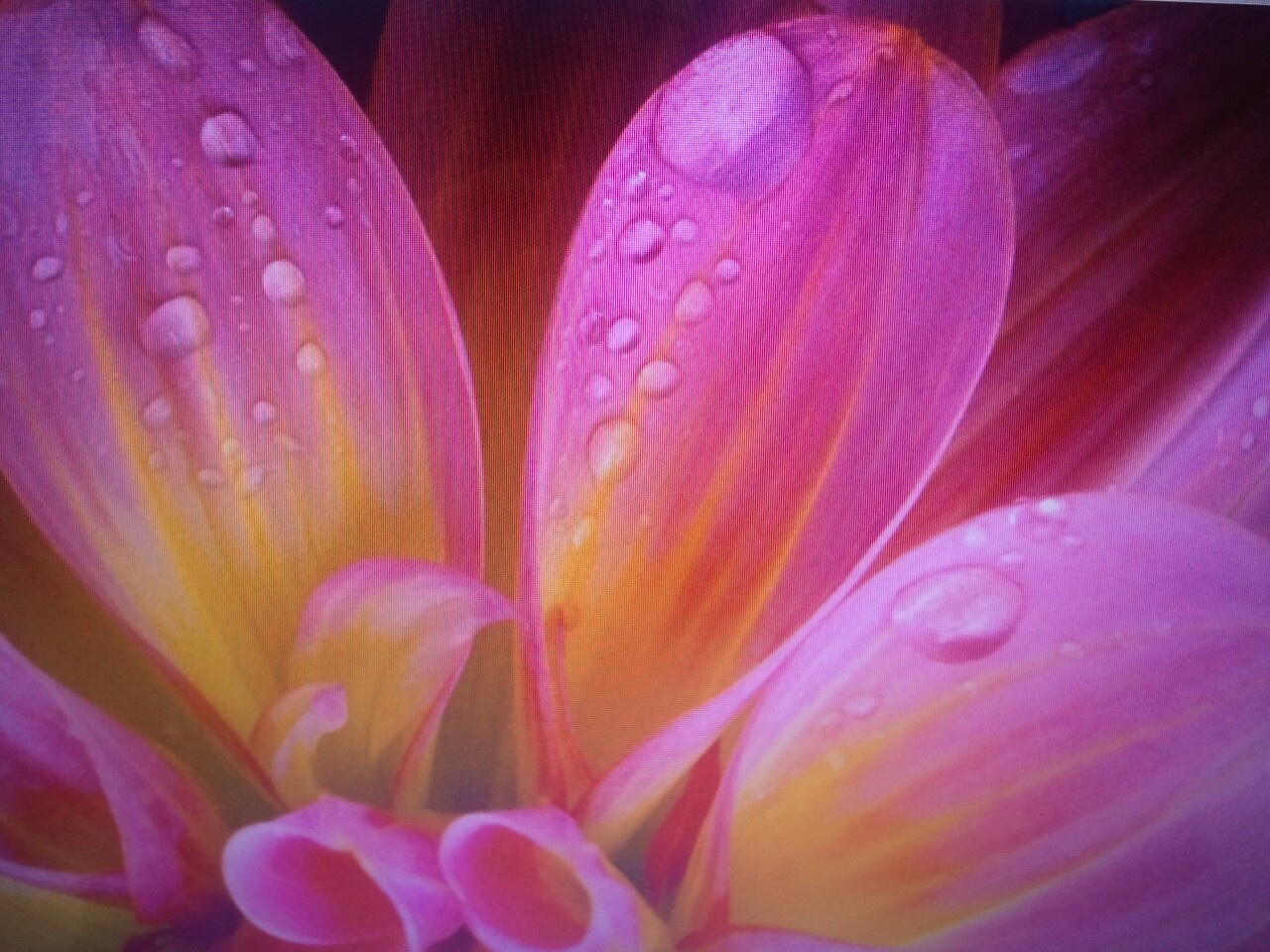 Bloem&